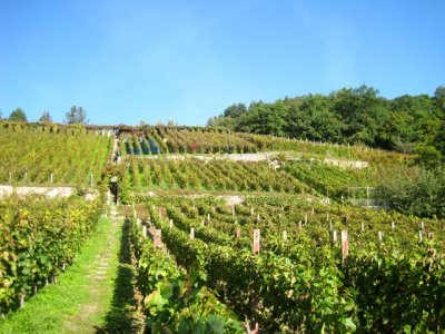 weinlese-2011-01