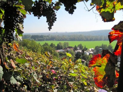 weinlese-2011-02